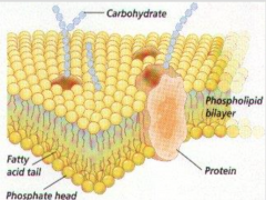 Embedded either within the lipid bilayers or on the peripherals of the membrane. Proteins can be modified by sugars or carbohydrates.