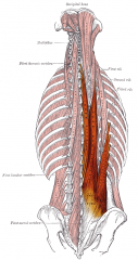 Erector Spinae