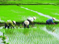 Agricultura que se da en Asia monzónica.