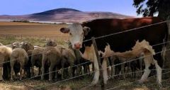 ¿Dónde se encuentra el ganado en la ganadería extensiva?