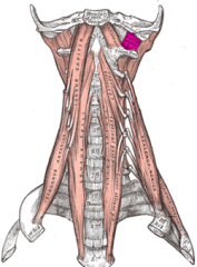 Rectus Capitis (lateralis)