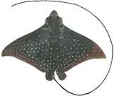 Is this a skate or a ray?