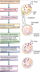 Released by virus infected cells and travel to other infected cells to inhibit their replication