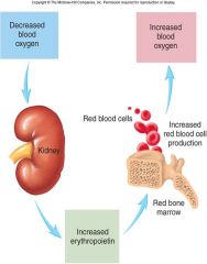 Erythropoiesis (from Greek 'erythro' meaning "red" and 'poiesis' meaning "to make") is the process which produces red blood cells (erythrocytes). It is stimulated by decreased O2 in circulation, which is detected by the kidneys, which then secrete...