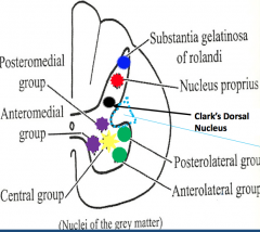 1.  Substantia gelatinosa
2.  Nucleus prorpius
3.  Clark's dorsal nucleus