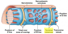 The ends of each segment of SR (sacroplasmic reticulum) expand to form sac-like regions which are separated from the adjacent T tubules by a slight gap.