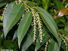 Leucothoe fontanesiana
-Very graceful evergreen shrub
-Long acuminate leaves
-Almost fountain shaped

