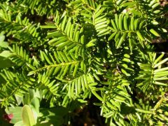 Taxus x media 'Everlow'
-Longer, dark green needle
-New growth is lime green