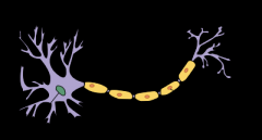  What neuron is this?