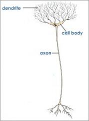 What neuron is this?