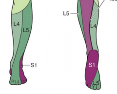 
L4 – Medial malleolus
L5 – 1st dorsal webspace on foot
S1 – Outside little toe/plantar side 