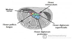 Median nerve
Flexor digitorum superficialis
Flexor digitorum profundus
Flexor pollicis longus