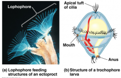 a crown of ciliated tentacles that function in feeding