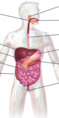 Label the digestive system. 