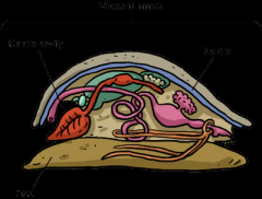 A water-filled chamber that houses the gills, anus, and excretory pores of a mollusk (רכיכה).
