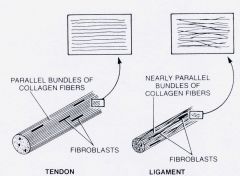 Tendon: parallel bundles of collagen fibres in a dense regular connective tissue
Ligament: Nearly  parallel bundles of collagen fibres