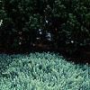 Juniperus conferta 'Blue Pacific'
