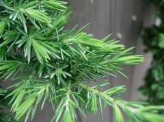 Juniperus conferta 'Blue Pacific'
ID-SOFT!
-almost all awls. soft not prickly
-denser foliage along branches
-Low, 1' high, trailing habit
-Better blue foliage color
