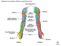 lateral arm over lower portion of deltoid


(orange in the pic) 
