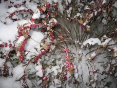 Symphoricarpos orbiculatus
-Fruit persists well into winter