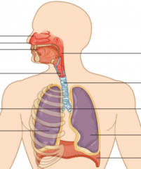 Label the respiratory system. 