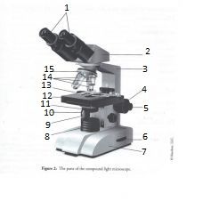 Blank Compound Light Microscope