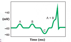 Sometimes the sum of many neural impulses is needed to create an action potential. In the diagram, neither A or B alone could induce an A.P, but the sum of both excitatory neurons can induce an action potential. 