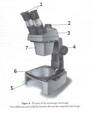 Blank Stereoscopic Microscope