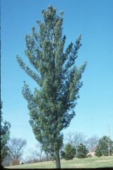 Pinus strobus 'Fastigiata' 
 -Noted for its columnar shape in which the branches all ascend upwards (fastigiate meaning erect branching). Shape broadens somewhat with age. Bluish-green needles are in bundles of 5.  