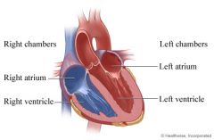 Right and Left Atria
 
Right and Left Ventricles
