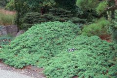 Juniperus procumbens 'Nana'