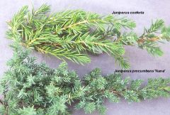 Juniperus procumbens 'Nana'
  spiny-pointed blue-green needles (to 1/3” long). It typically grows 8-12” tall and spreads to 6’ wide over time. Foliage may turn purplish in winter.  
