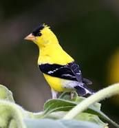 black and yellow, small beak , small body, long tail