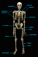 os coxae (hip bone)