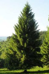 A medium to large tree with conical form capable of reaching over 120 feet tall, with horizontal to upward sweeping branches that often droop branchlets.Picea abies