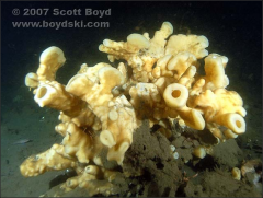 Class, genus and species:
Common name:
Spicule type:
Why is this species of sponge relevant to Vancouver Island