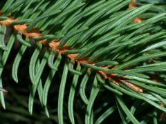  (Picea abies) Notice the non-flat pointed needles coming out of the branch in all directions.  2-3 stomatic lines on each side