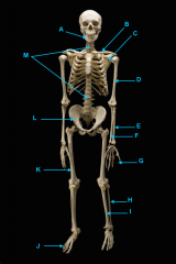 identify H
small bone
