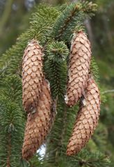 Picea abies Cones are very large, cylindrical, 4 to 6 inches long, with stiff, thin scales that are irregularly toothed, chestnut brown, maturing in fall.  
