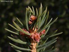 Picea abies
Buds-reddish or light brown, NOT resinous, scales often with spreading tips, 1/4" long, rosette shaped.