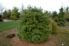 Pinus strobus 'Nana'
