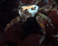 What genus of sponge is on this crab?
What type of symbiosis is this