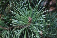 Pinus mugo *2 needle pine, under 2 inches