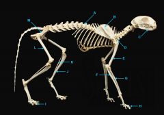 identify F
long bone