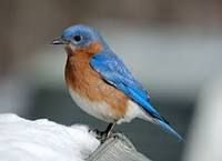 bright blue upper parts, white belly, small thrush bird