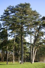 Pinus nigra - bold, upright, broadly pyramidal growth habit in youth is highlighted by long, stiff, dark green, dense needles on stout ascending branches, with prominent light green vertical candles in Spring.  the flat-topped crown of extreme age...