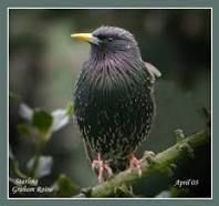 chunky, small bird, purple, short tail
