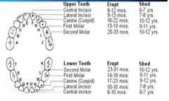 sequence more important than timing.
symmetrical pattern.
mandibular erupt first.


6, 11, 15, 19, 23, 27 months
1 tooth, 4 teeth, 8 teeth, 12 teeth, 16 teeth, 20 teeth.