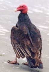 medium sized, mostly black with red, wings held in V shape