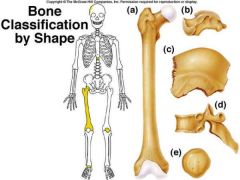 a) long - ulna, radius, femur, phalanges
b) short - carpals, tarsals
c) flat - scapula, sternum, skull
d) irregular - vertebra
e) sesamoid - patella
_) wormian